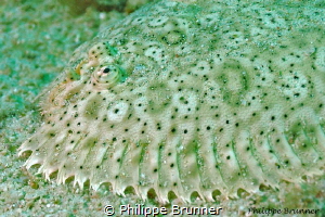 flounder by Philippe Brunner 